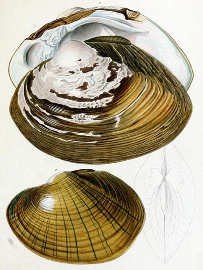 specimen image from publication