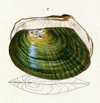 specimen image from publication