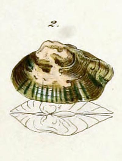 specimen image from publication