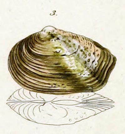 specimen image from publication