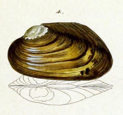 specimen image from publication