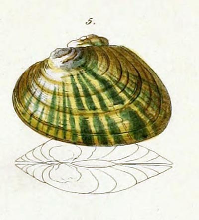 specimen image from publication