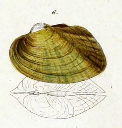 specimen image from publication