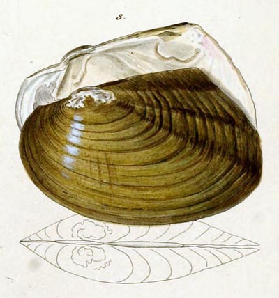specimen image from publication