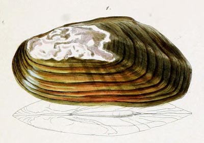 specimen image from publication