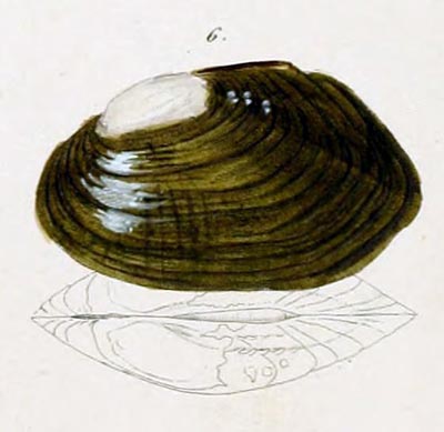 specimen image from publication