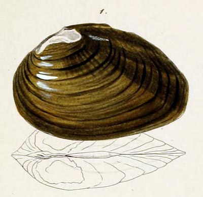 specimen image from publication