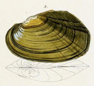 specimen image from publication