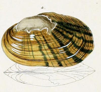 specimen image from publication