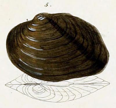 specimen image from publication