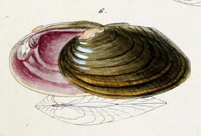 specimen image from publication
