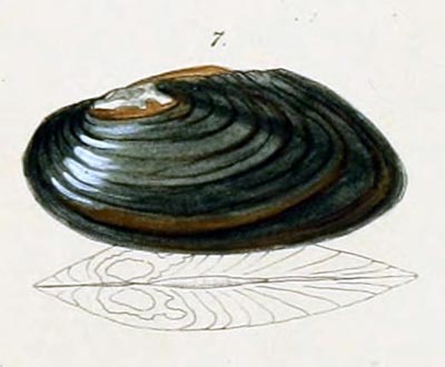 specimen image from publication