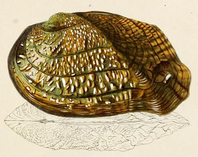 specimen image from publication