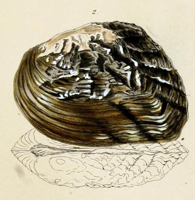 specimen image from publication