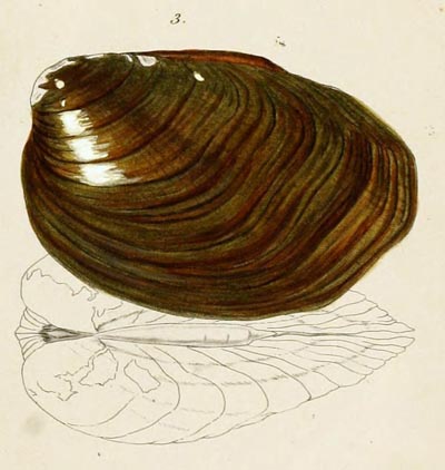 specimen image from publication