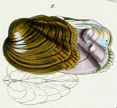 specimen image from publication