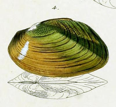 specimen image from publication