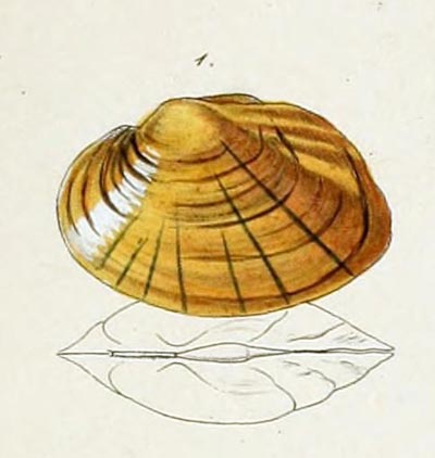 specimen image from publication