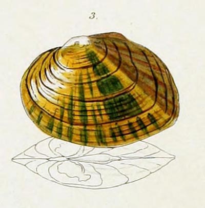 specimen image from publication