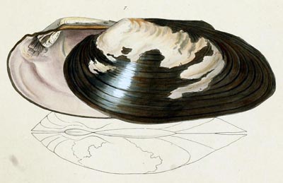 specimen image from publication