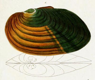 specimen image from publication