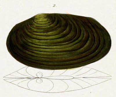 specimen image from publication