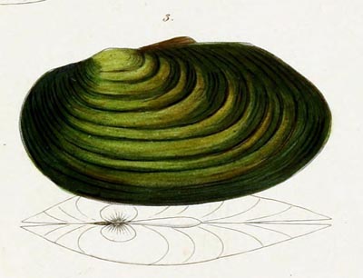 specimen image from publication