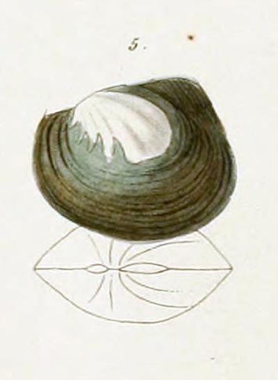 specimen image from publication