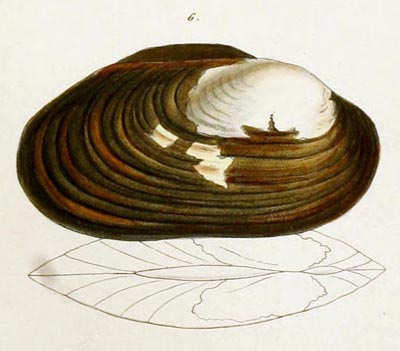 specimen image from publication
