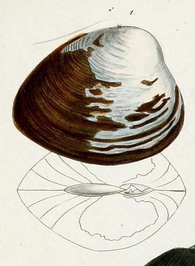specimen image from publication