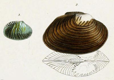 specimen image from publication