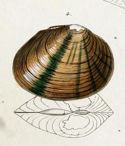 specimen image from publication