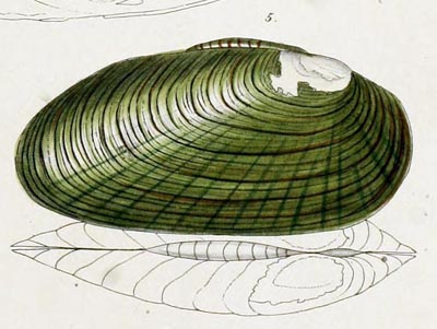 specimen image from publication