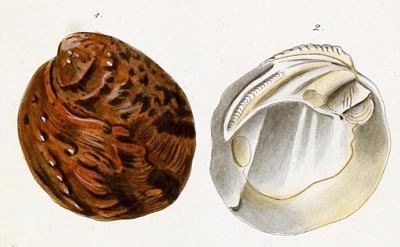 specimen image from publication