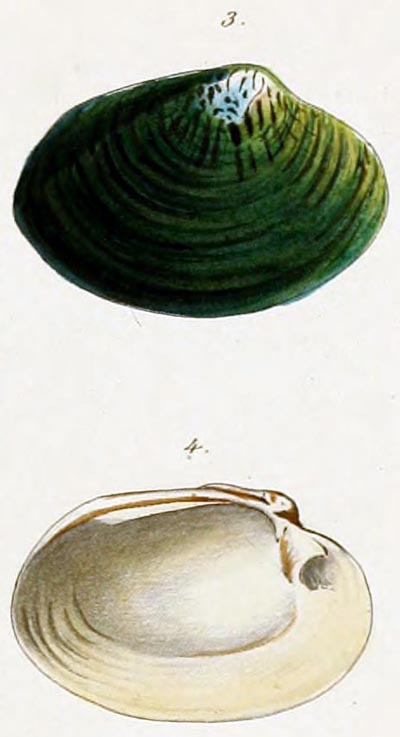 specimen image from publication