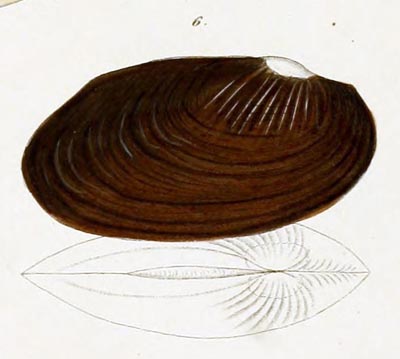 specimen image from publication