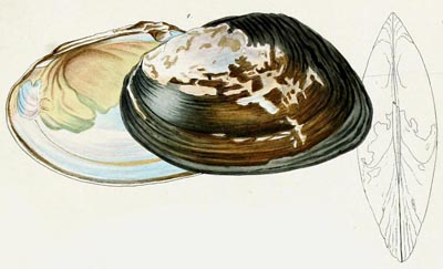 specimen image from publication