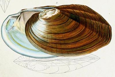 specimen image from publication