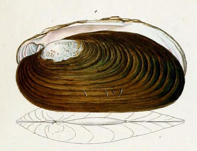 specimen image from publication