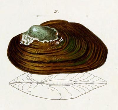 specimen image from publication