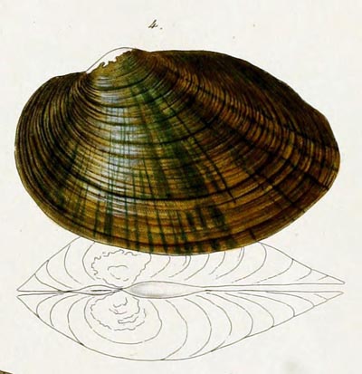 specimen image from publication