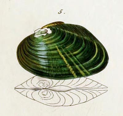 specimen image from publication