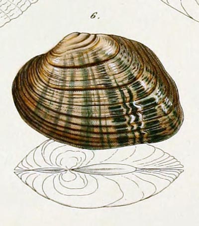 specimen image from publication