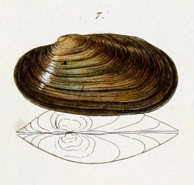 specimen image from publication