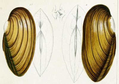 specimen image from publication