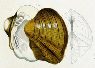 specimen image from publication