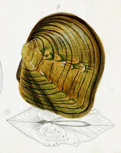 specimen image from publication