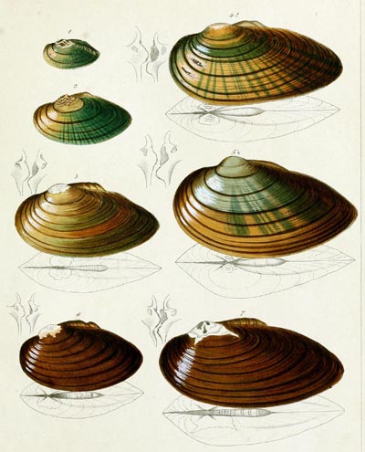 specimen image from publication