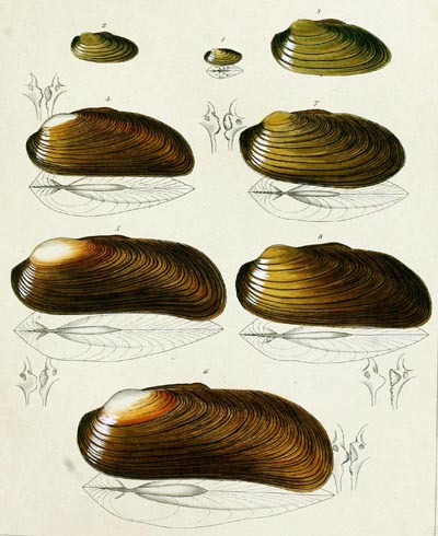 specimen image from publication