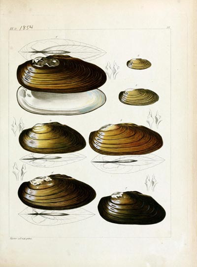 specimen image from publication